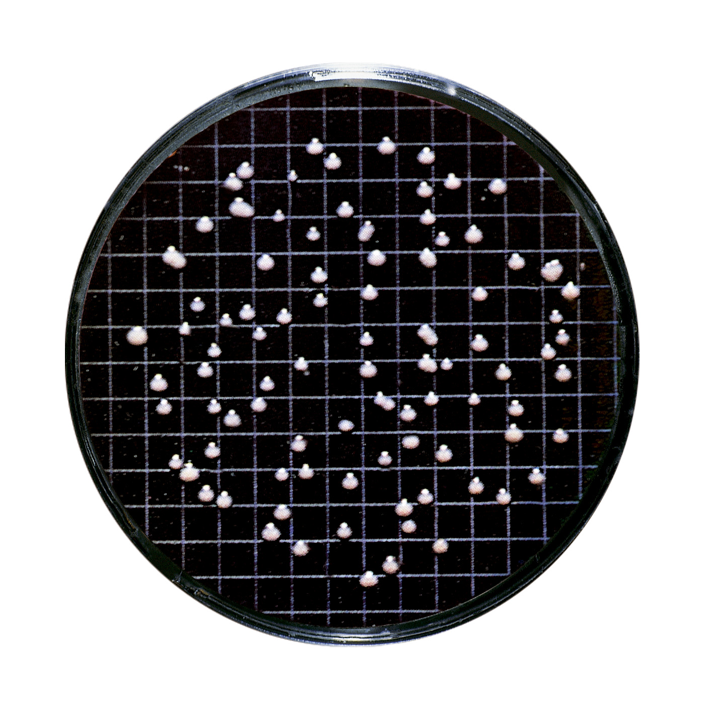 Odkrivanje mikroorganizmov | Vino - Sartorius Croatia